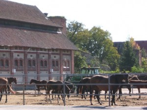 Pferde auf einem Hof eines großen Backsteingebäudes